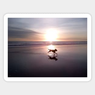 Dog Chasing Sunset in California Sticker